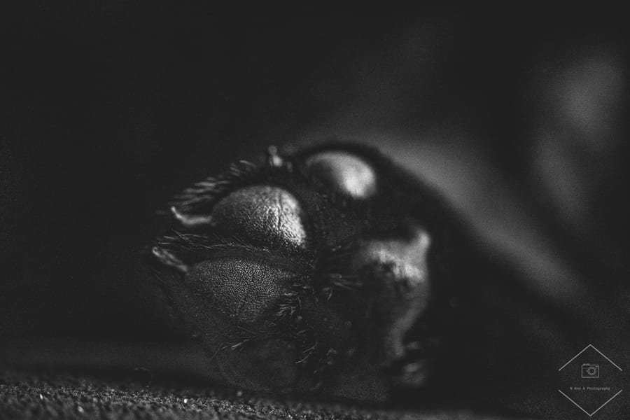 Pet photograph by N&A Photography