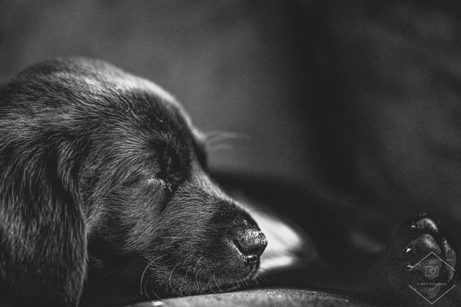 Pet photograph by N&A Photography