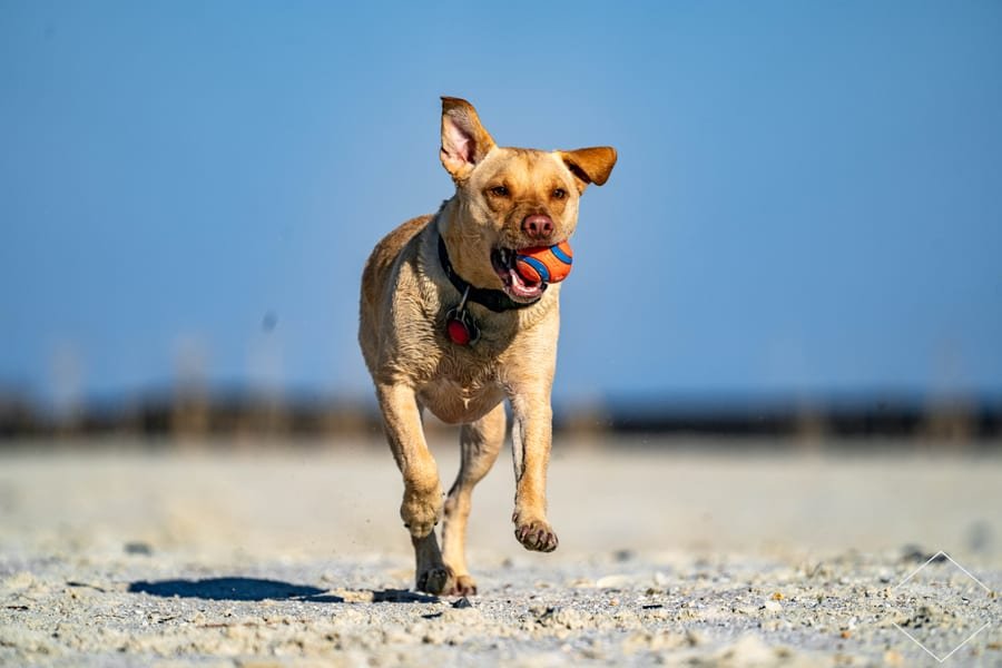 Pet photograph by N&A Photography