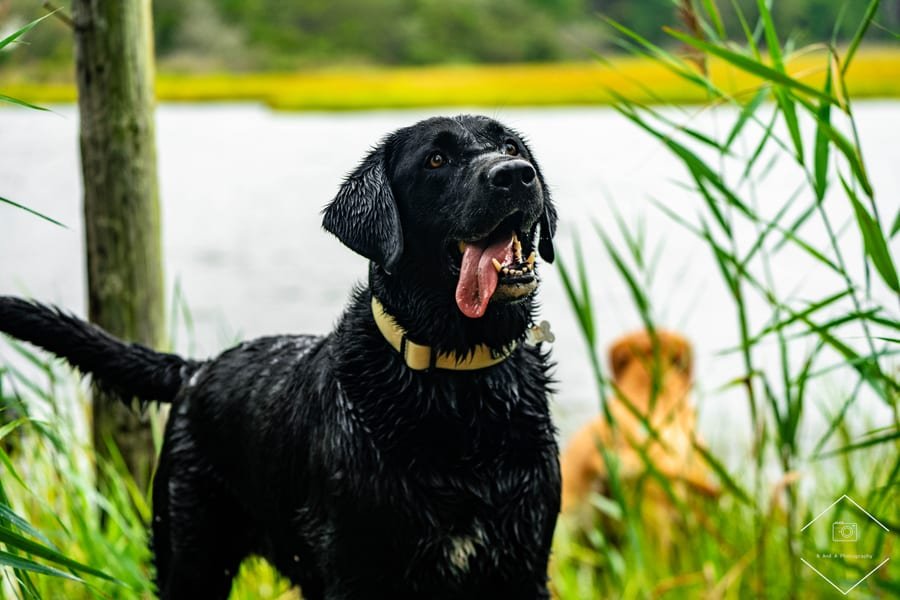 Pet photograph by N&A Photography