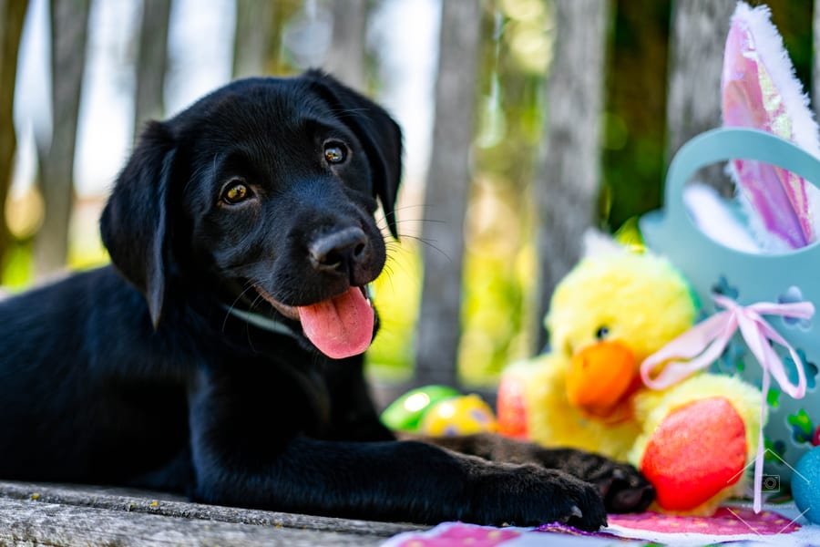Pet photograph by N&A Photography