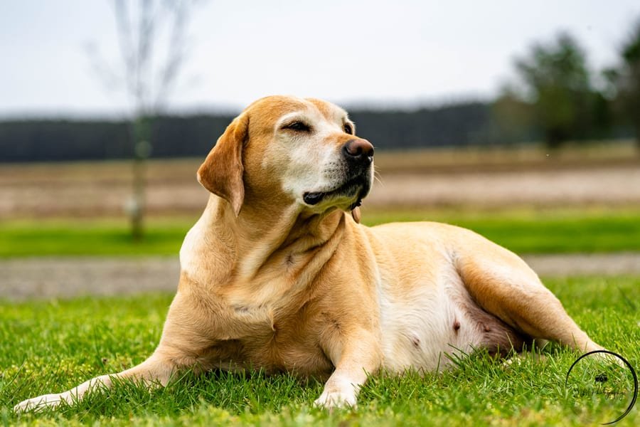 Pet photograph by N&A Photography