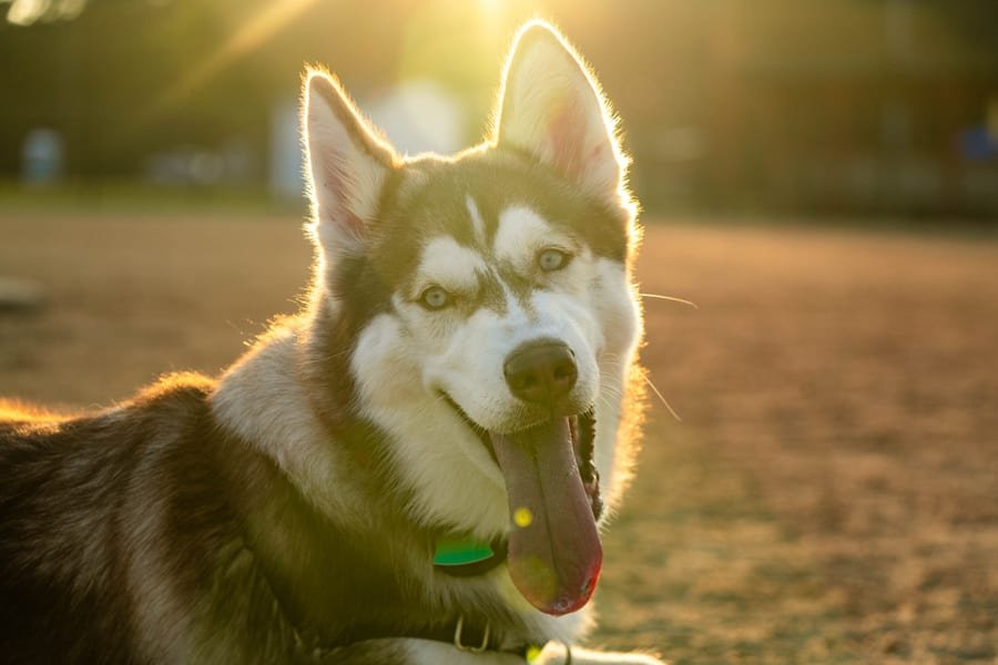 Pet photograph by N&A Photography