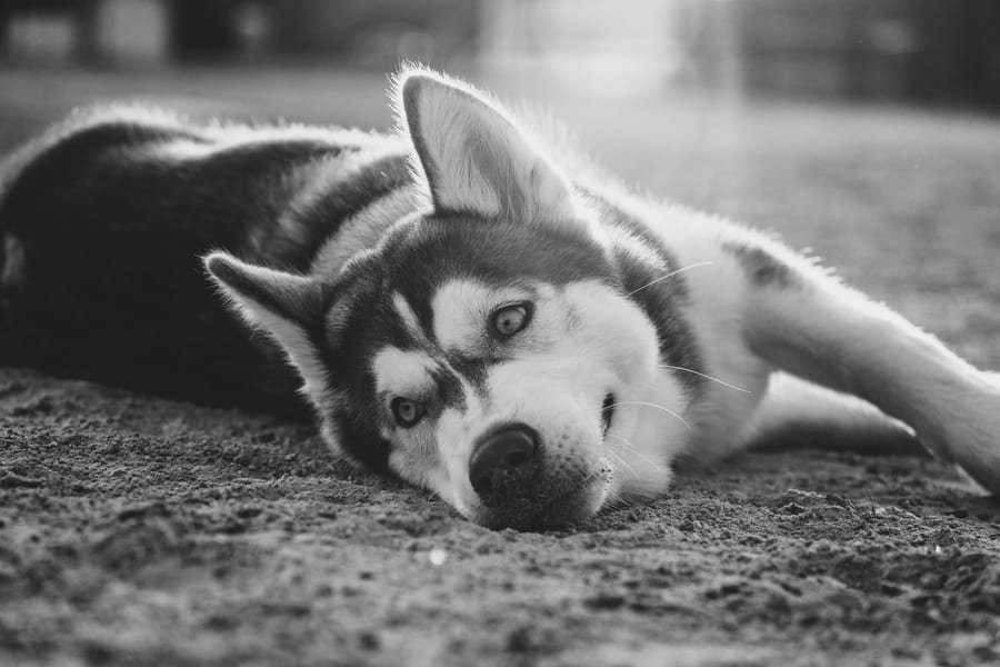Pet photograph by N&A Photography
