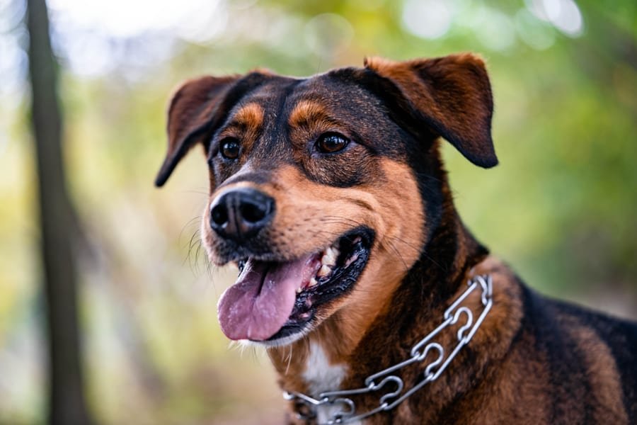 Pet photograph by N&A Photography