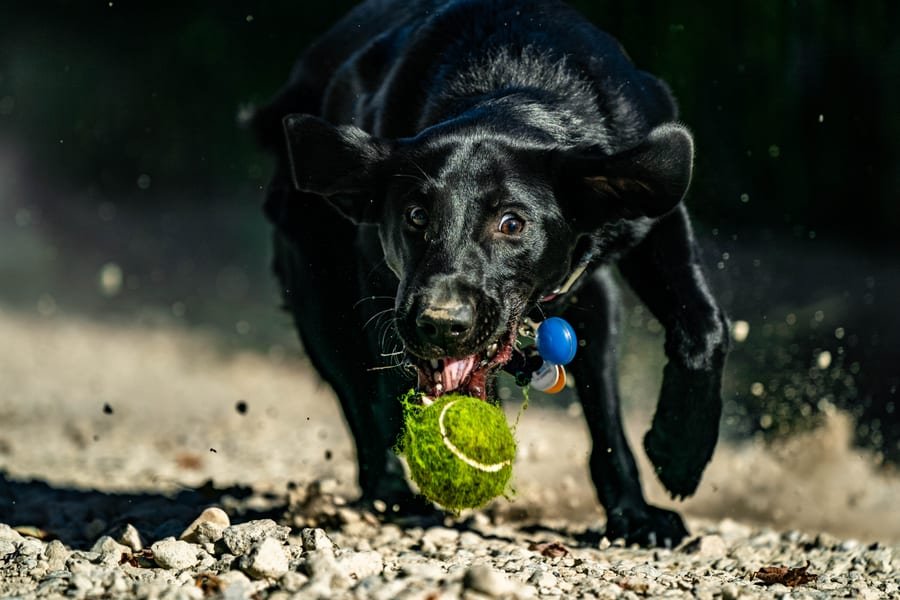 Pet photograph by N&A Photography