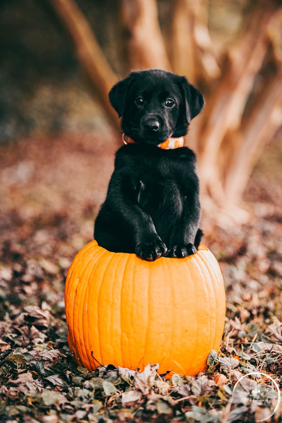 Pet photograph by N&A Photography