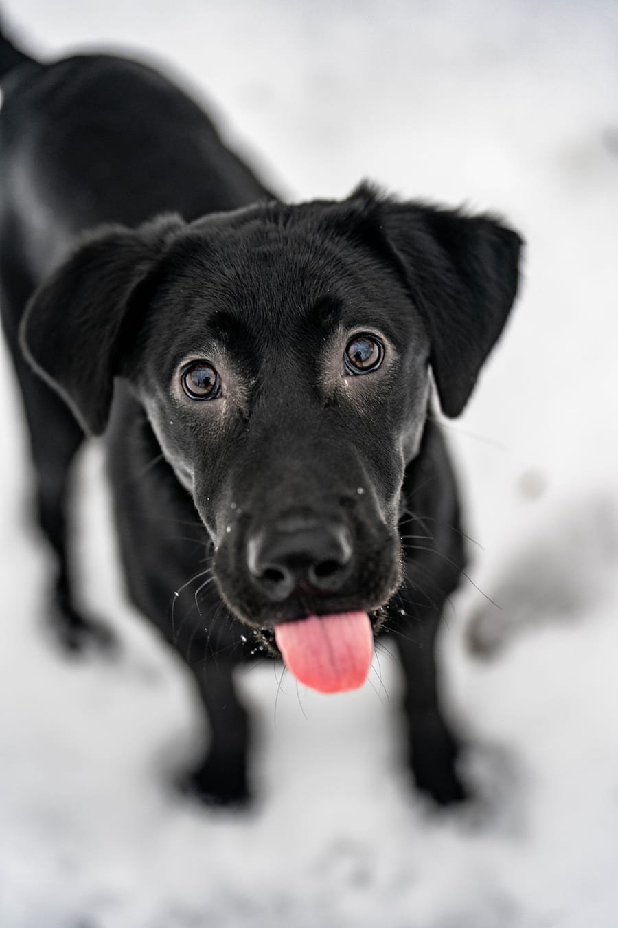 Pet photograph by N&A Photography