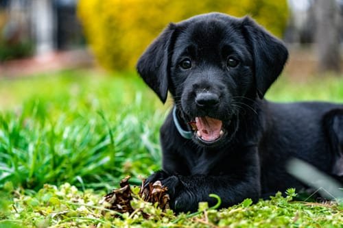 Pets photograph by N&A Photography