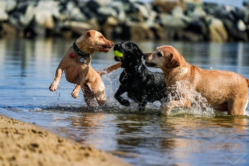 Pets photograph by N&A Photography